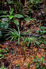 Tropical vegetation inside the atlantic forest in Brazil