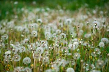 Obraz premium Soft fluffy dandelions in the sunlight on a blue toned background. Beautiful spring nature. Selective focus