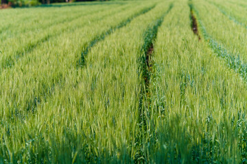 Fresh Green Chickpeas field , Chick peas also known as harbara or harbhara in hindi and Cicer is...
