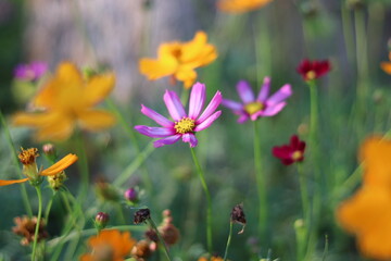 Obraz na płótnie Canvas Beautiful blurred background of colorful flower.