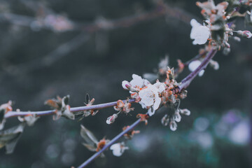 Blossoming white flowers of cherry in a blurry garden background. Spring garden bloom. Pastel floral pattern. Easter, Mother’s day, Women’s day greeting card.