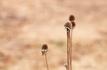 Dry dandelion