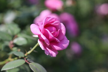 Fototapeta na wymiar Beautiful blurred background of rose pink blooming in garden outdoor.