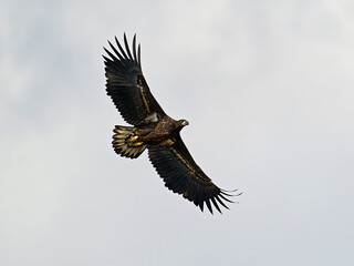 Obraz na płótnie Canvas White-tailed eagle (Haliaeetus albicilla)