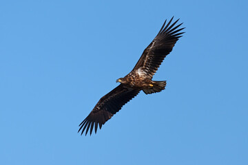 White-tailed eagle (Haliaeetus albicilla)