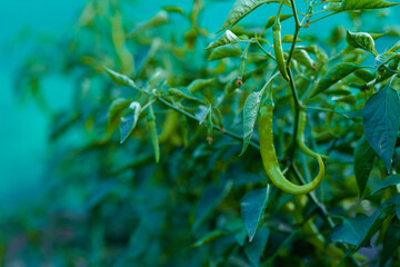 Green chili agriculture field in India
