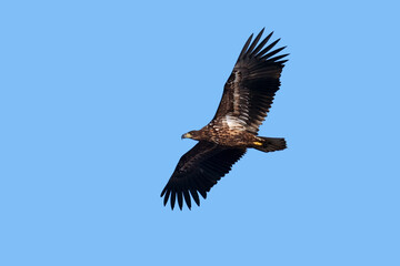 Fototapeta premium White-tailed eagle (Haliaeetus albicilla)