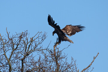 White-tailed eagle (Haliaeetus albicilla)