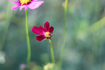 Obraz premium Beautiful blurred background of colorful flower.