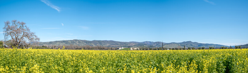 Fototapeta na wymiar Panorama yellow flowers field in Napa California