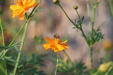 Beautiful blurred background of  colorful flower.