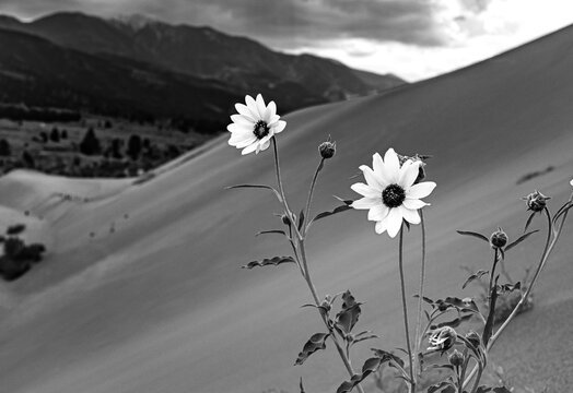 Great Sand Dunes Castle Creek 