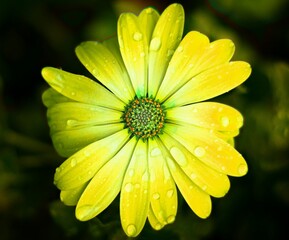 Close-up view of zinnia flowers, sanvitalia speciose
