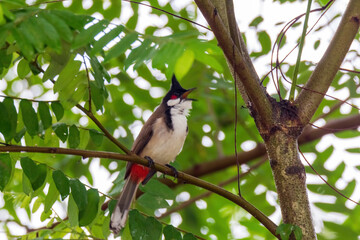 The red-whiskered bulbul (Pycnonotus jocosus), or crested bulbul