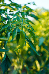 Green chili agriculture field in India