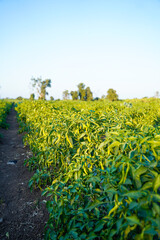 Green chili agriculture field in India