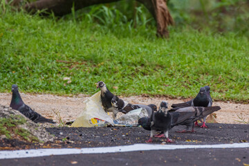 Indian Pigeon OR Rock Dove