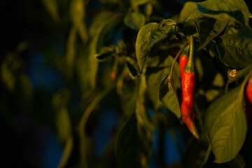 Red chilli peppers plant in india