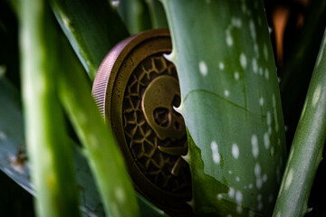 aloe and coin