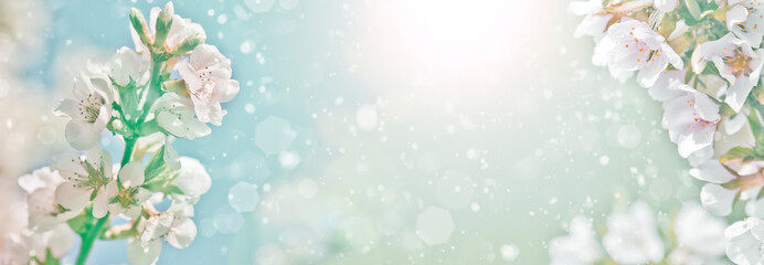 Spring-summer background - blooming apple tree, white flowers with delicate petals, frame for design. Abstract natural background.