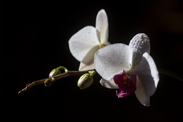 Decorative flowers for home. Floral concept. Sweet home. Orchid flower. © Volodymyr