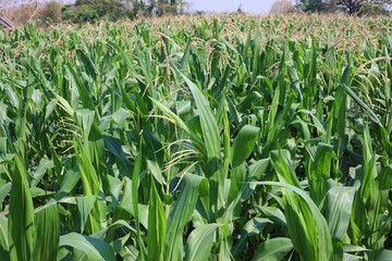 corn field in the summer