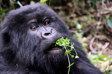 Wilde Berggorillas im Dschungel von Namibia Afrika