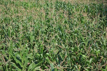 Obraz premium green grass background