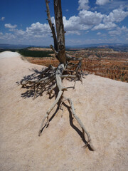 Close up view of tree roots at the rim, with the red rock hoodoos in the distance, at Bryce Canyon National Park