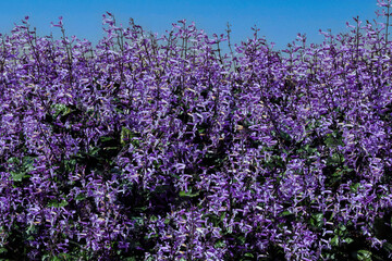 Beautiful flower, Purple Spurflower. Plectranthus mona lavender violet flowers.