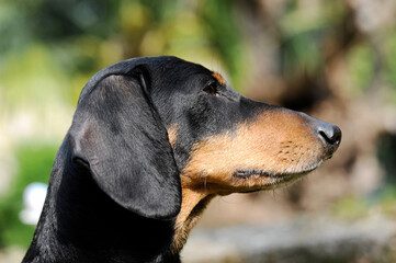 Black dachshund dog in his attitude of attention