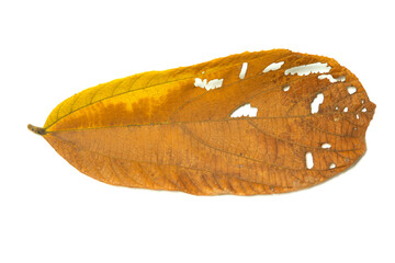 Yellow dry leaves torn isolated white background