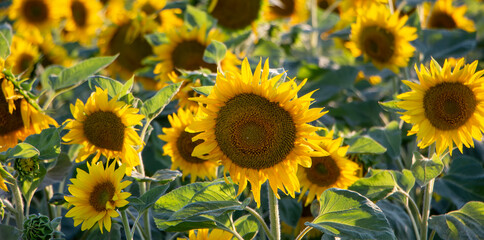 Fototapeta na wymiar Background of flowering sunflower caps on the field.
