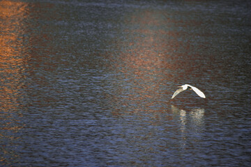 seagull on the water