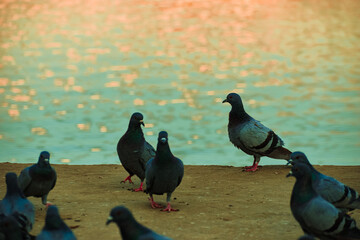 pigeons on the ground