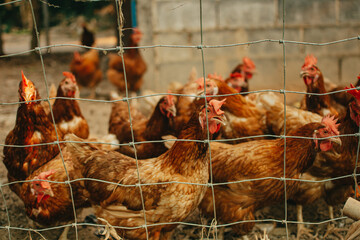 Eggs Chickens in organic farm. Happy hens in cage free or free range and antibiotic free and hormone free farming.
