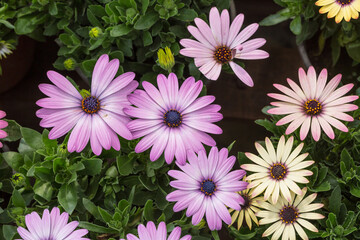 Blooming red blue chrysanthemum flowers and green leaves，Arctotis stoechadifolia var.grandis