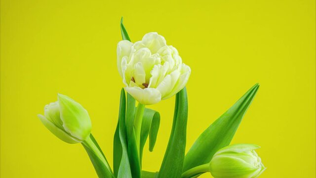 Tulips. Timelapse of colorful tulips flower blooming on yellow background. Time lapse tulip bunch of spring flowers opening, close-up. Holiday bouquet. 4K video
