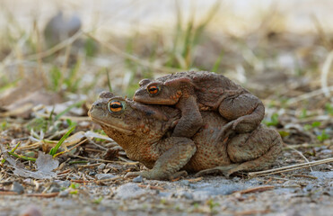 Mating pair of common toads, Bufo bufo