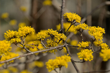 枝先で傘が開いたように、小さな黄色い花をたくさん咲かせているサンシュユ