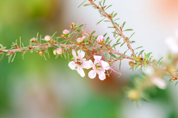 Manuka Flower Closeup