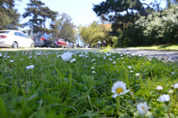 Green Grass and Flowers in a walking path