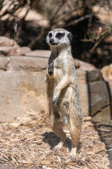 Fototapeta premium meerkat in zoo