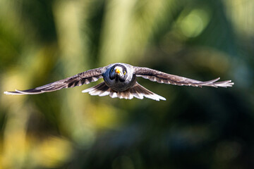 close up of an eye of an eagle