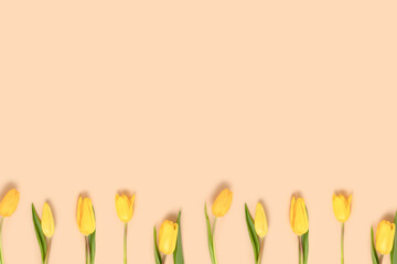 Row of yellow tulip flowers on a beige pastel background. Floral spring concept with place for text.