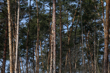 Background of the trees in the forest