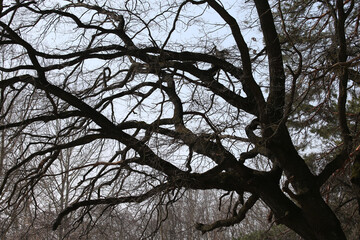 branches of an old tree against the sky