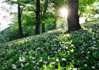 White flowers of the ramsons or wild garlic in the deep forest.
