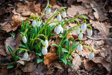 A bunch of snowdrops among last year's oak leaves in the forest