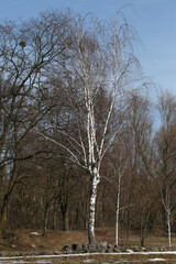 lonely birch in the park